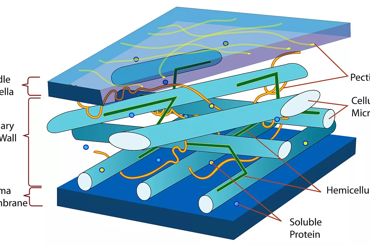 Underlying structure of the wall of a wood cell, showing the substructure of load-bearing cellulose microfibrils