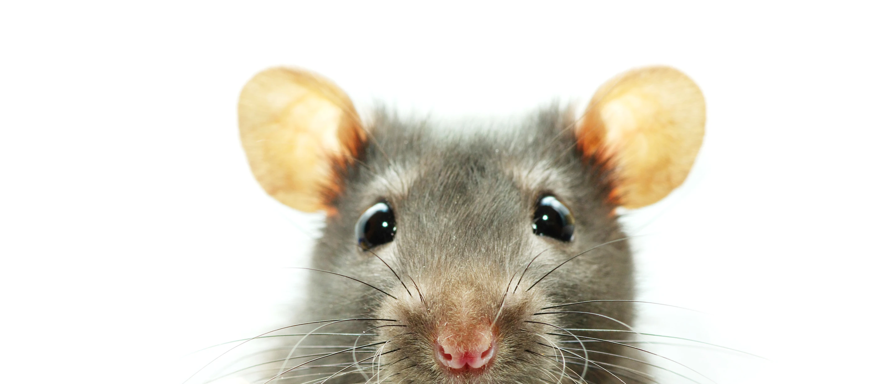 A recent study French has shown that a diet of buckyballs dissolved in olive extends lifespans in rats (Photo: Shutterstock)