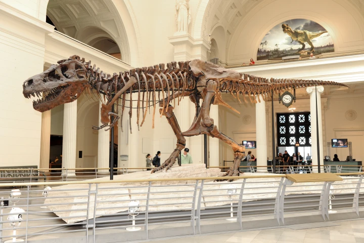 The SUE Tyrannosaurus rex skeleton at Chicago's Field Museum