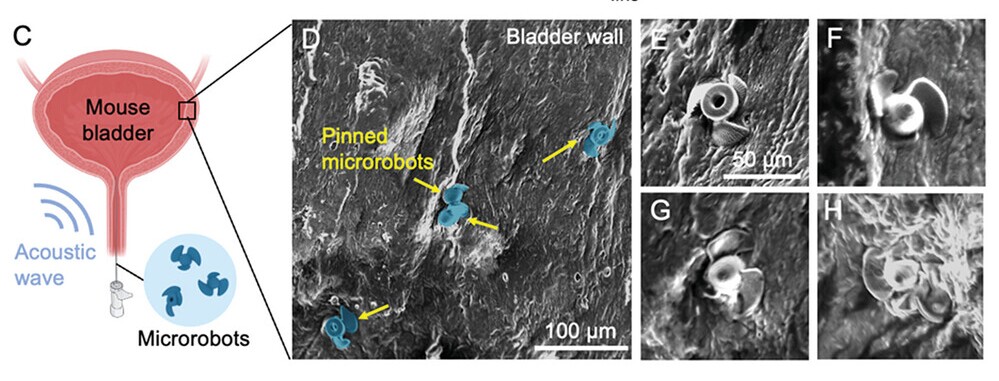 C: Schematic illustration of introducing the microrobots to the mouse bladder and using an acoustic wave to deploy them. D-H: Scanning electron microscope images of the microrobots' fins pinned to the bladder wall