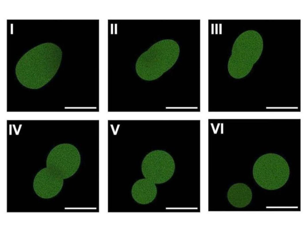 Breakthrough: Scientists made a living cell from scratch. Then it reproduced