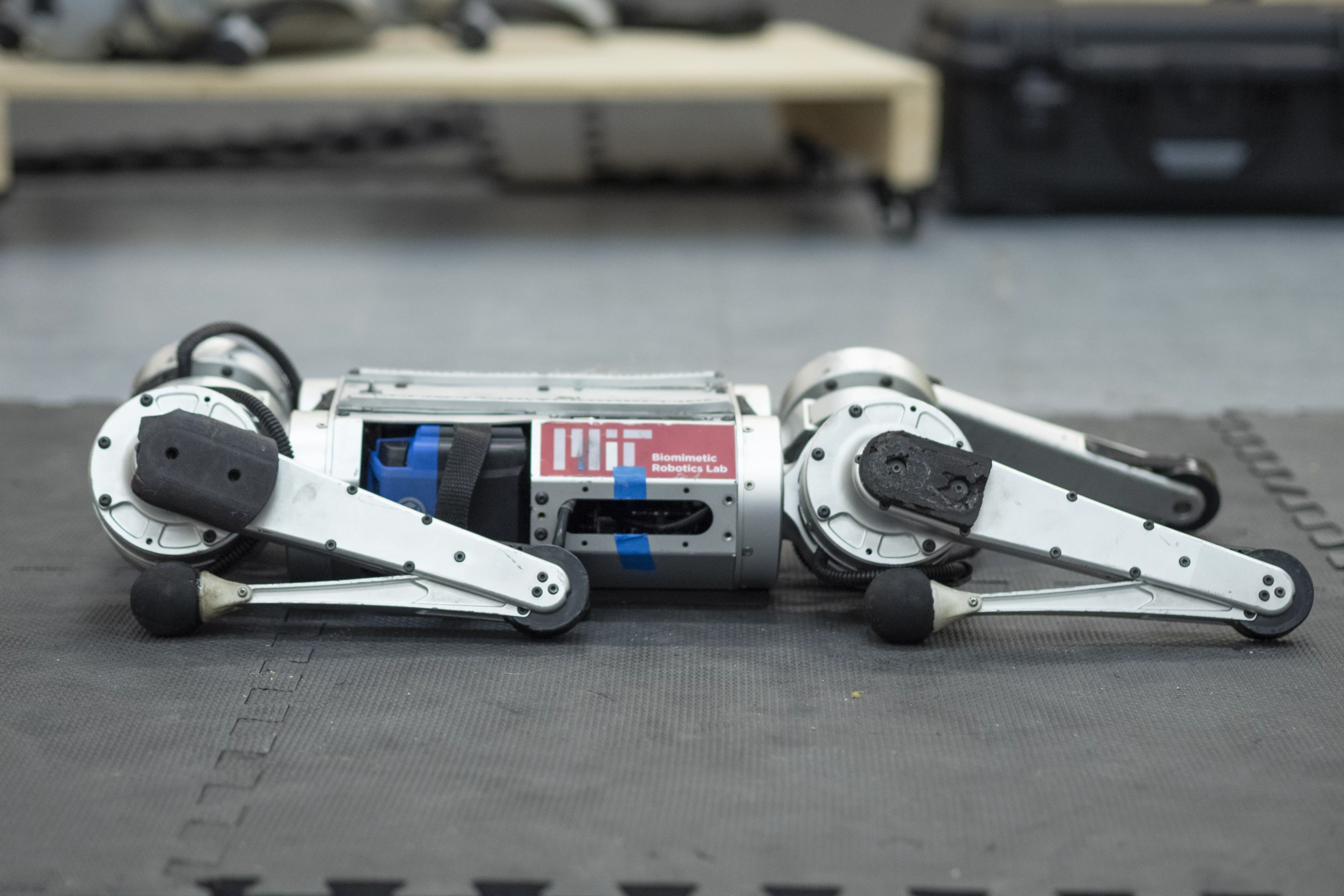 The mini cheetah at rest