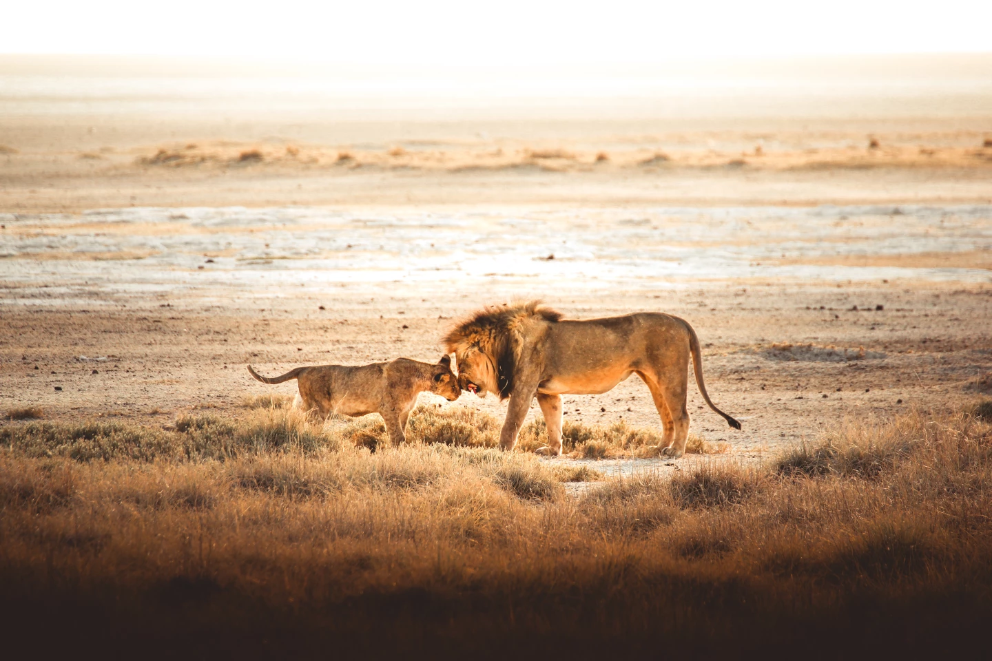 'A Family Moment', Etosha Park, Namibia