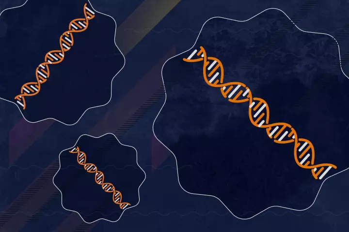 The location of our DNA inside a cell's nucleus can determine how effectively the cell functions