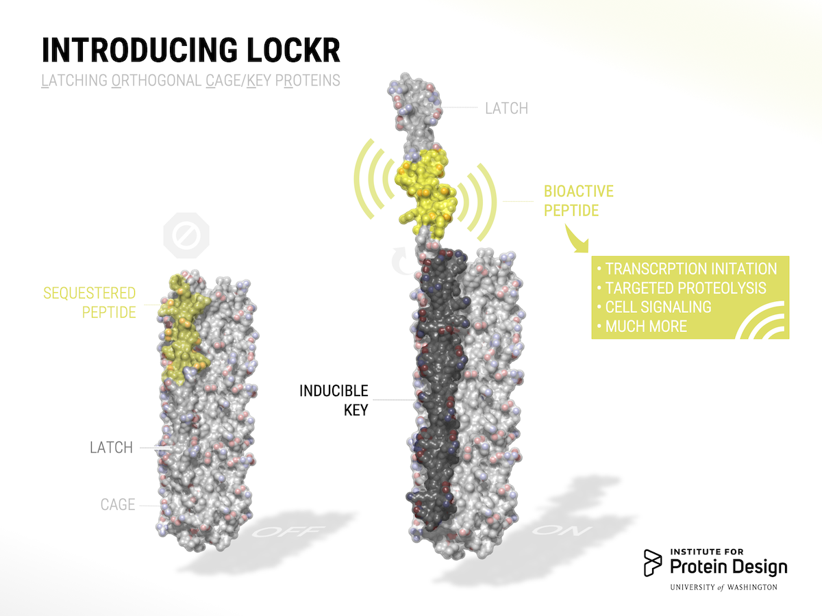 When LOCKR is "off", the bioactive peptide is sequestered away. But when a molecule designated as a key is detected, the latch releases and the peptide goes to work