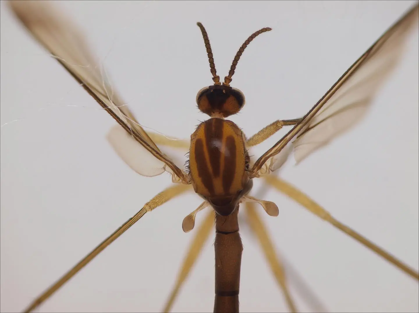 While a photo hasn't yet been made available of the Sciophila holopaineni, this is another of the new species that was described alongside it, Orfelia boreoalpina