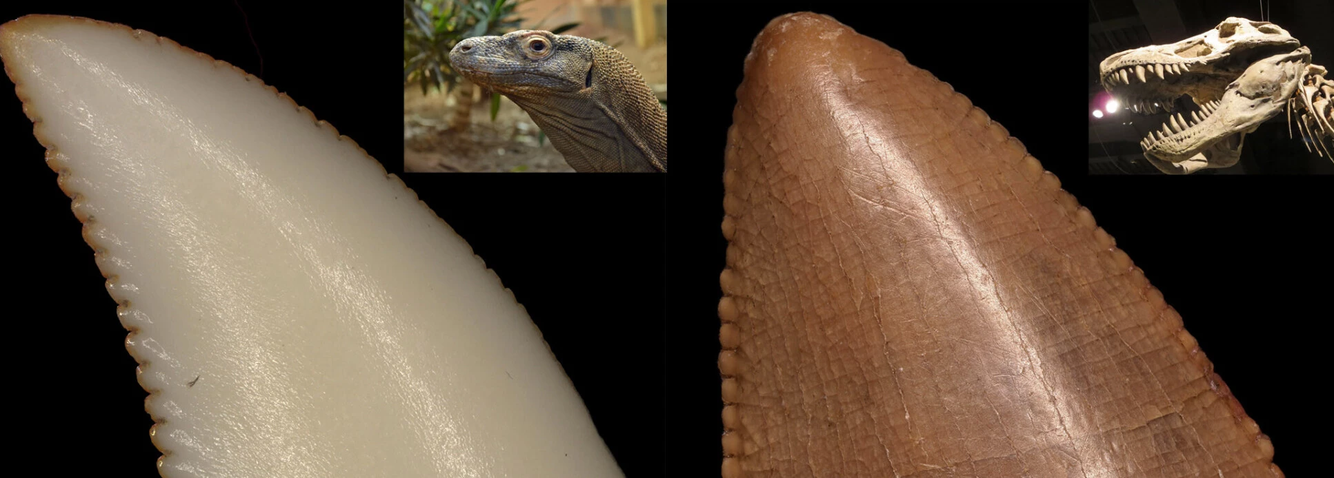 A Komodo dragon tooth (note the orange iron coating along its edges) as compared to a fossilized Tyrannosaurus rex tooth