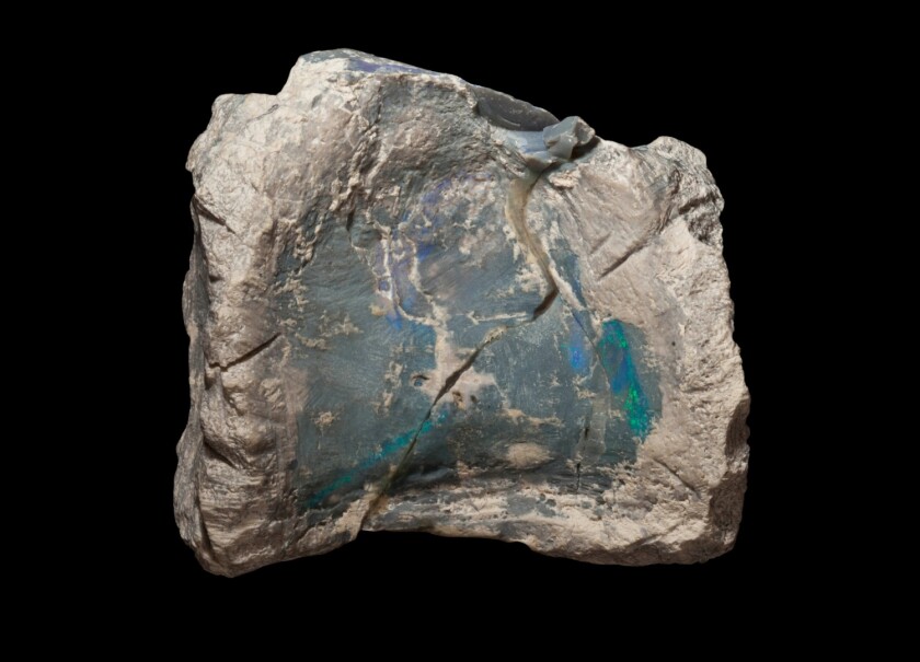 An opalized fossil vertebrae of Fostoria