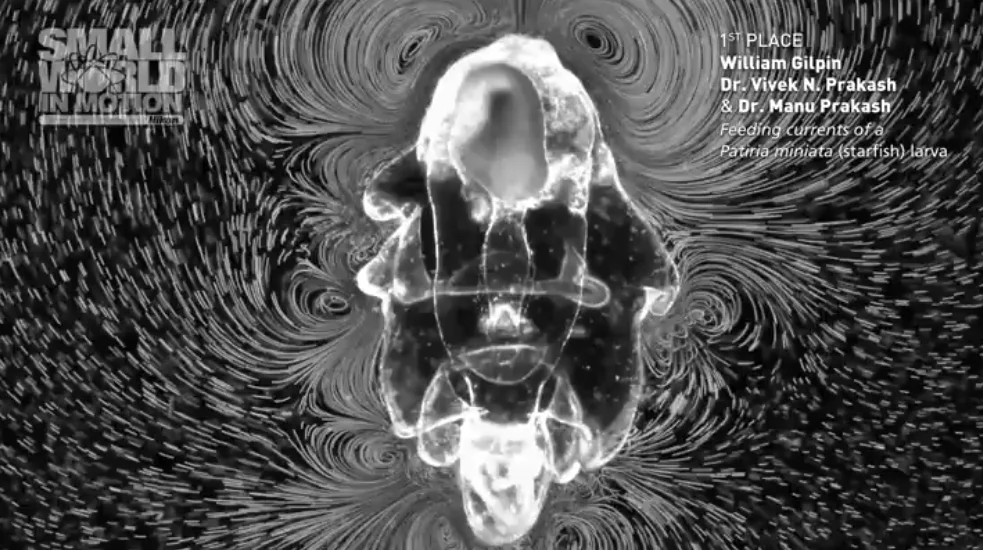 In the grand-prize-winning video, a starfish larva churns the water around it searching for food