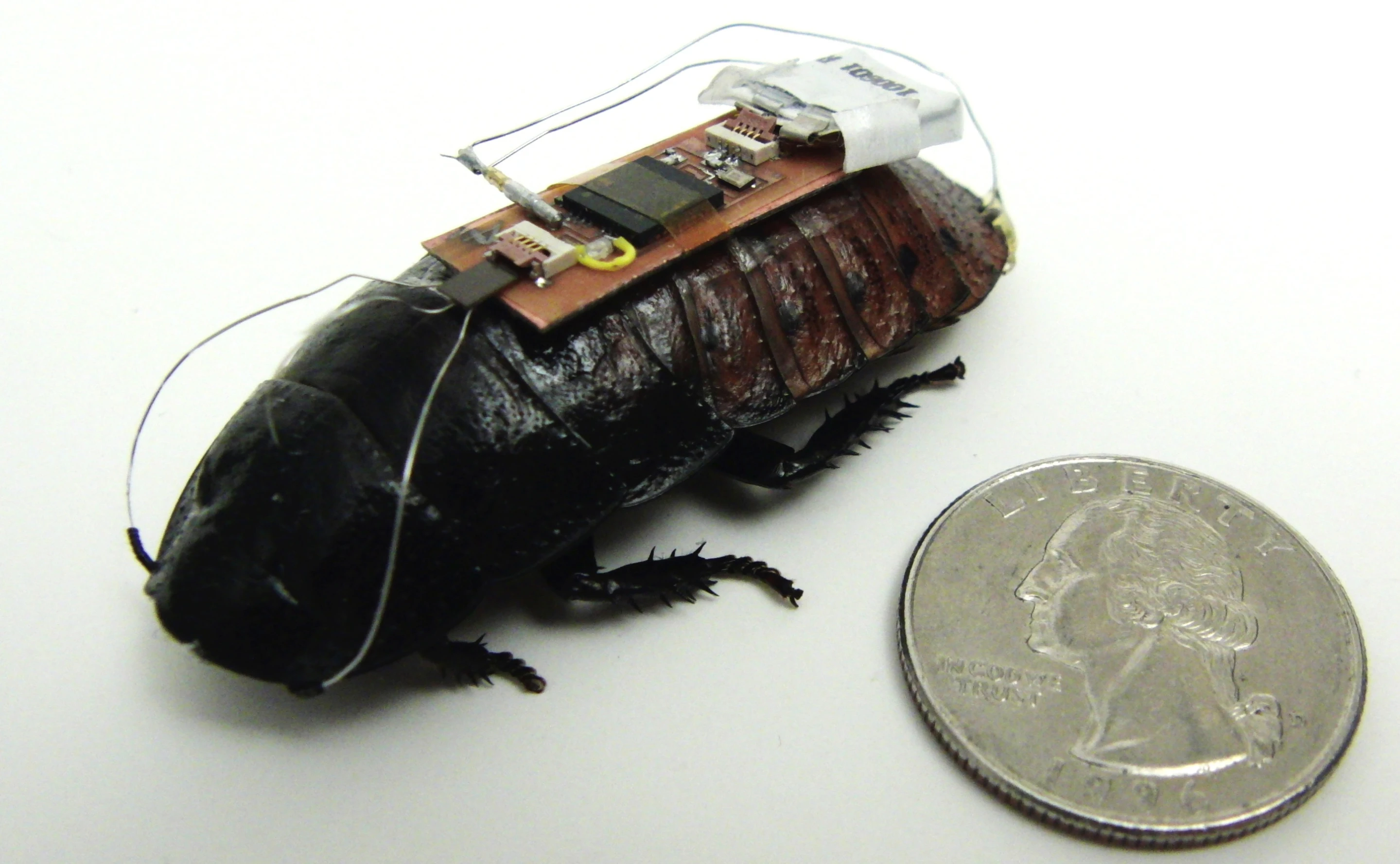 One of the "backpack"-equipped remote-control Madagascar hissing cockroaches
