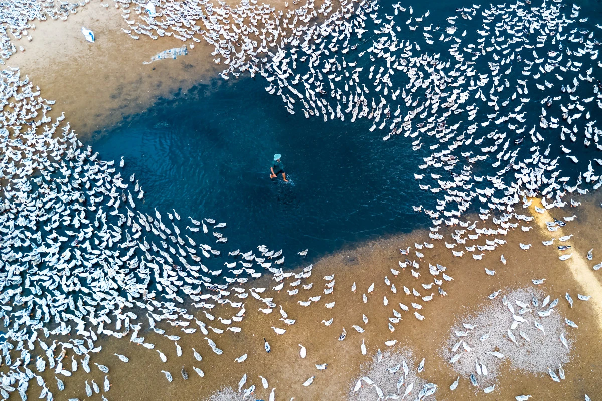 Farmers raise ducks in Vietnam. This drone shot claimed third prize in the Enthusiast's Landscape category of SkyPixel's 2017 Photo Contest