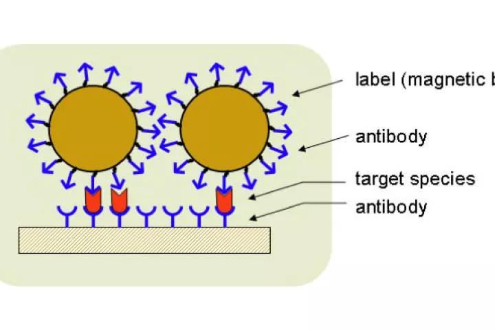 A diagram depicting how a nanobead-equipped chemical assay device could work (Image: OSU)