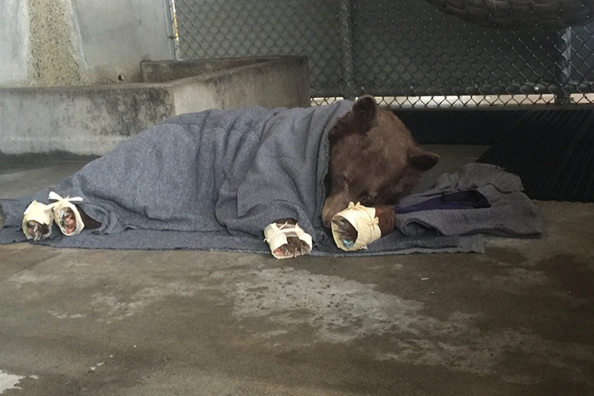 The younger bear rests in her holding enclosure after her fish skin treatment