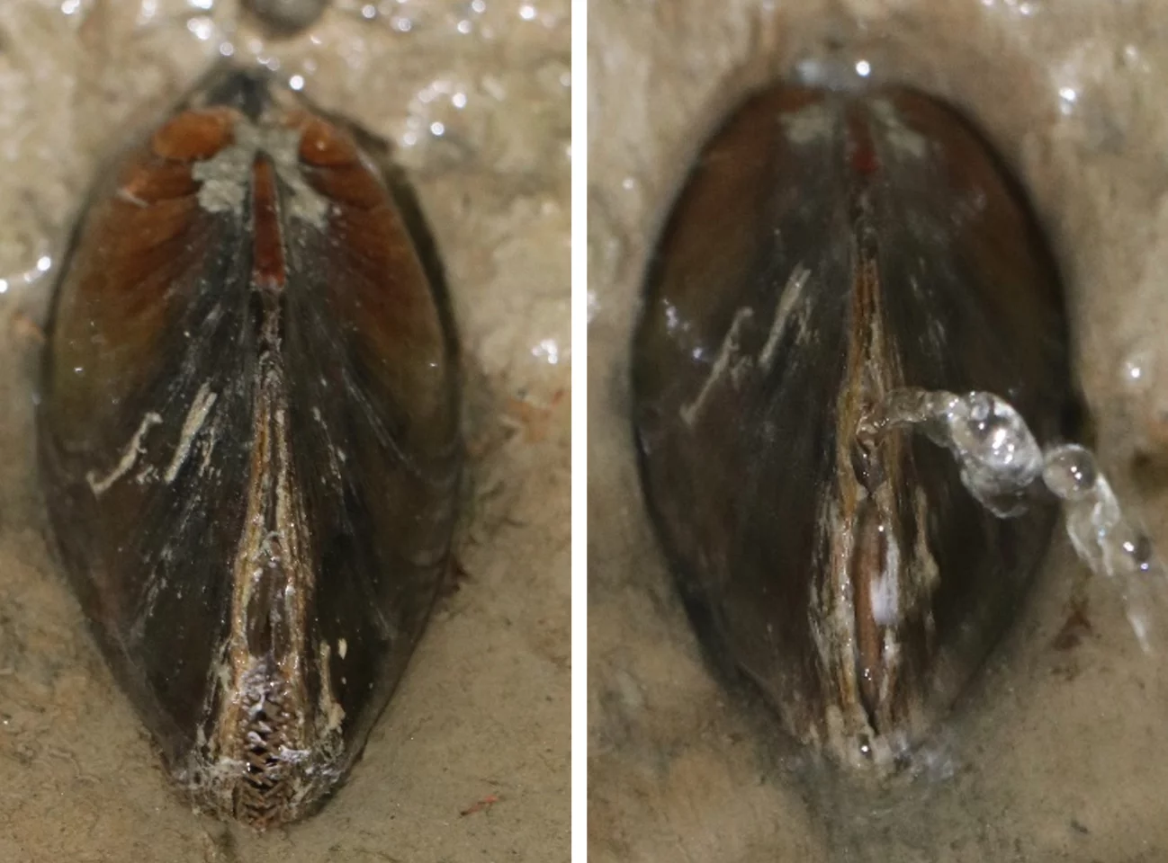 The mussels can squirt water up to a distance of 1 meter