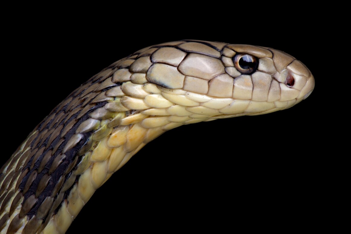 Early DNA analysis points to snakes being the animal species that harbored the virus responsible for the current coronavirus outbreak before it jumped to humans