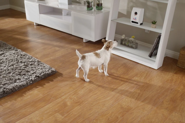 Petzi Treat Cam video links parents and pets