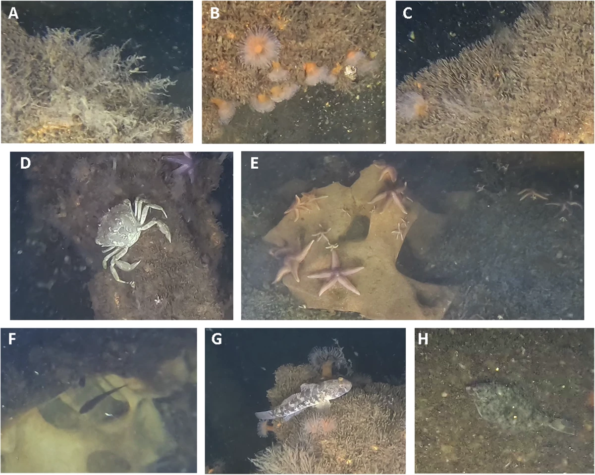 Examples of the species identified:. A Campanulariidae gen.sp.; B Metridium dianthus; C Polydora ciliata; D Carcinus maenas; E Asterias rubens; F Gadus morrhua; G Gobius niger; H Platichthys flesus