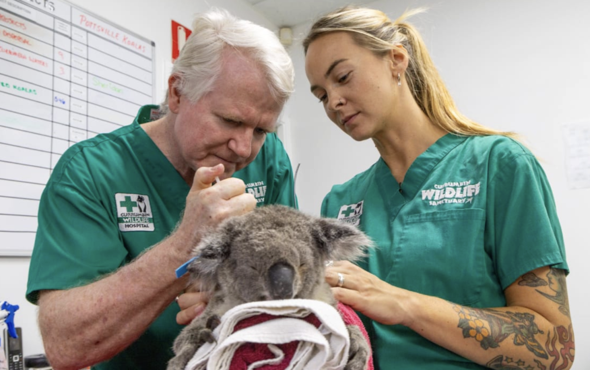World first: Koala gets life-changing two-shot chlamydia vaccine