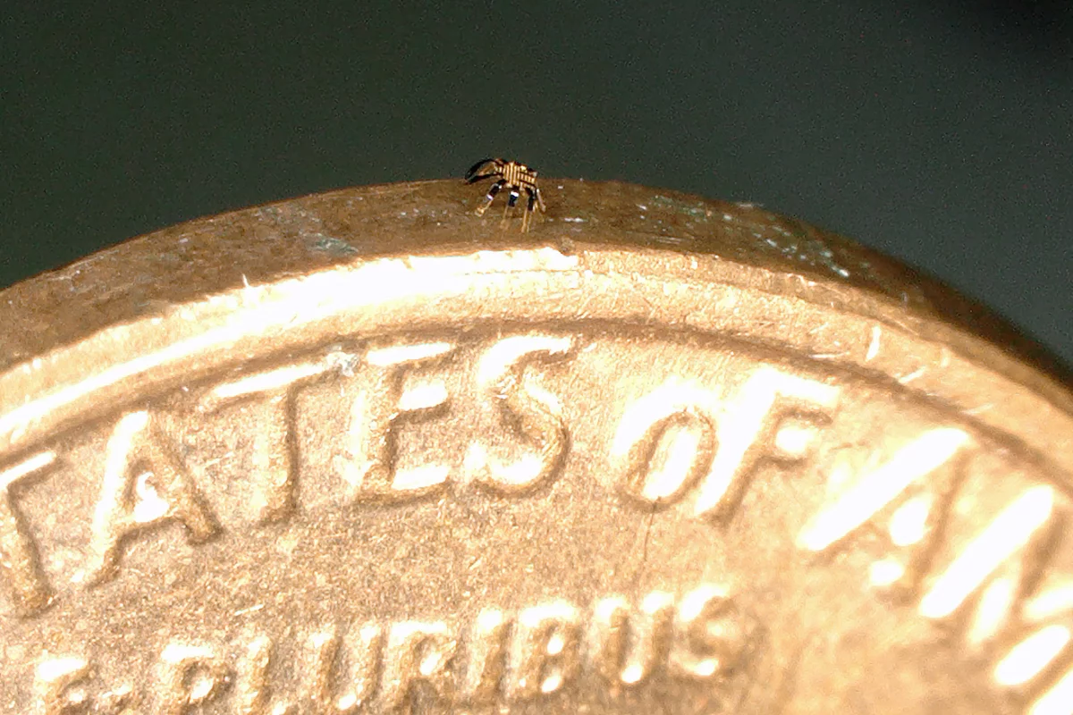 These tiny crab robots can be remote controlled by using heat to deform shape-memory alloys