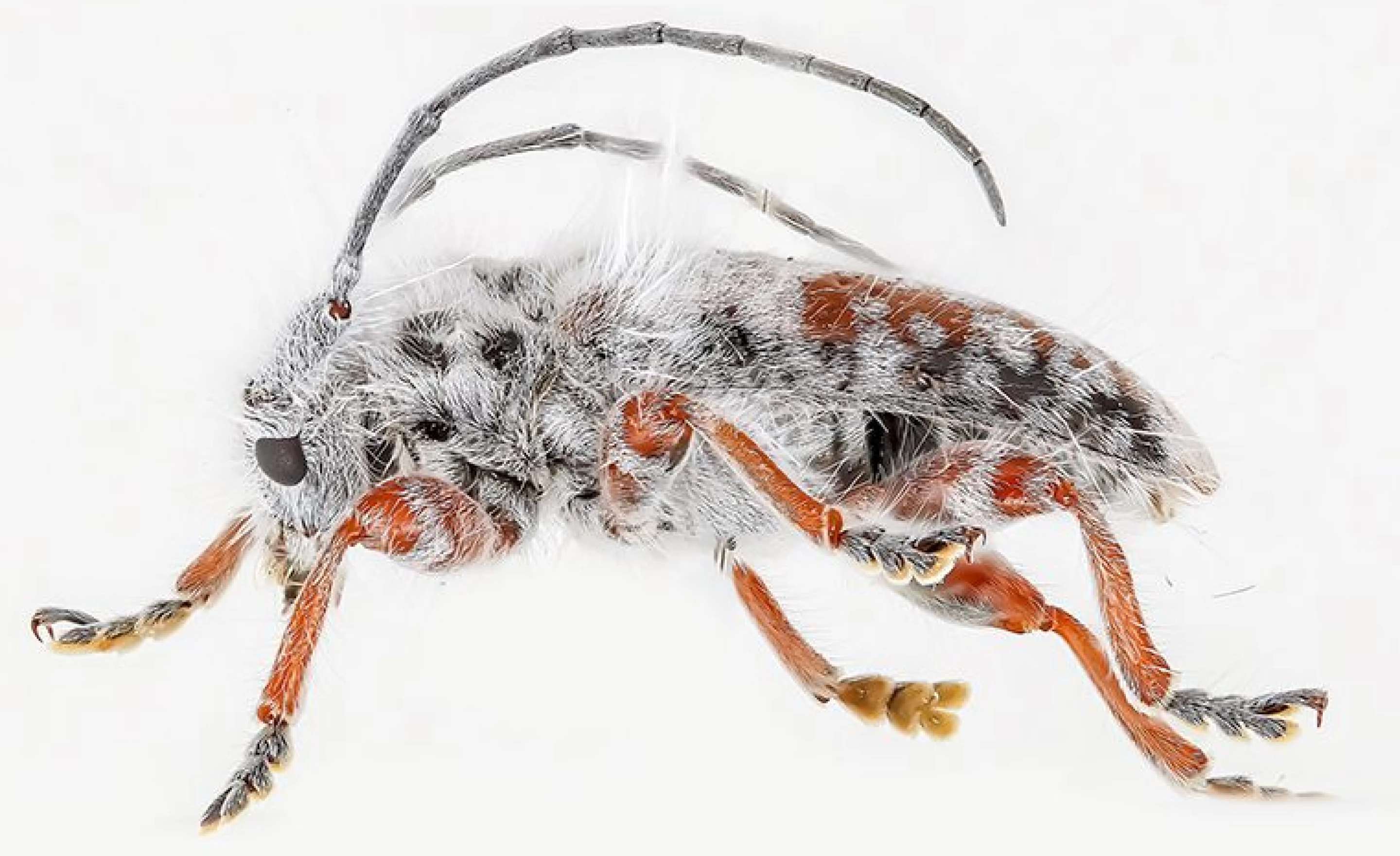 Freaky-looking new longhaired beetle owns its fungal flair