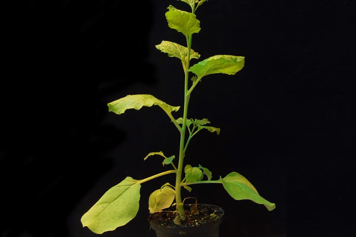 Nicoatiana benthamiana, a close relative of the tobacco plant, is helping scientists create new vaccines for a variety of viruses