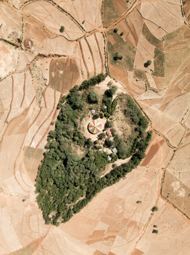 Ethiopia has lost 95 percent of its native forests due to human activity in the last century. What remains surrounds circular Tewahedo Orthodox churches; these ancient canopies are protected as a tenet of faith