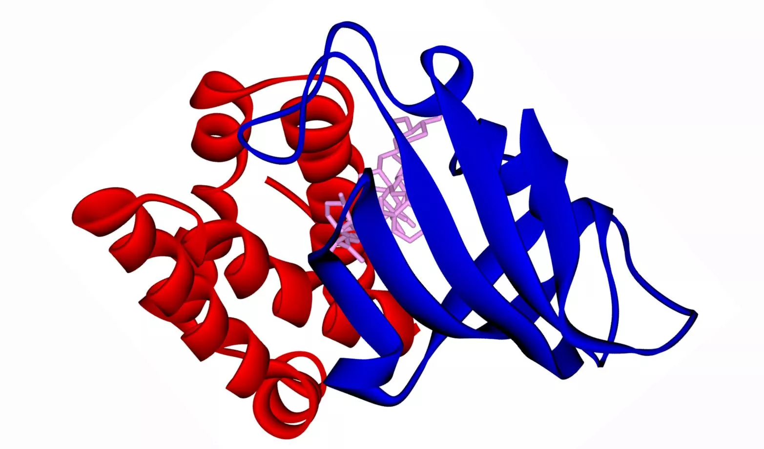 The structure of the rapamycin-FKBP12-mTOR complex - pink is rapamycin, blue is FKBP12, and red is mTOR (Photo: Fvasconcellos via Wikipedia)