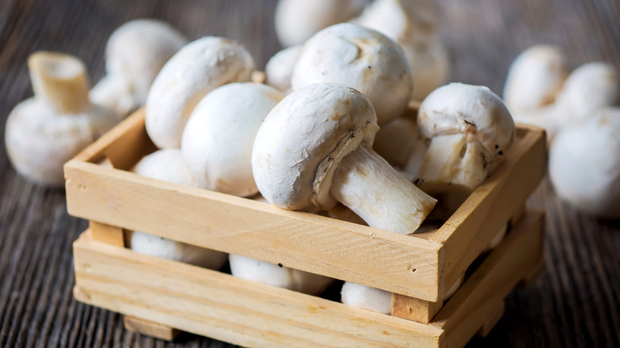 The humble white button mushroom has anticancer properties