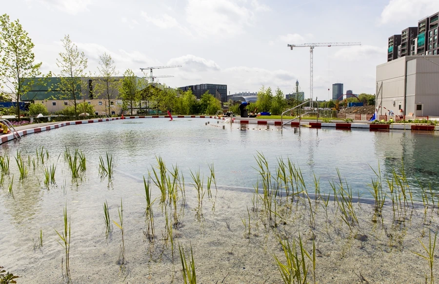 Wetland and submerged water plants filter the pondwater to keep it clean and clear