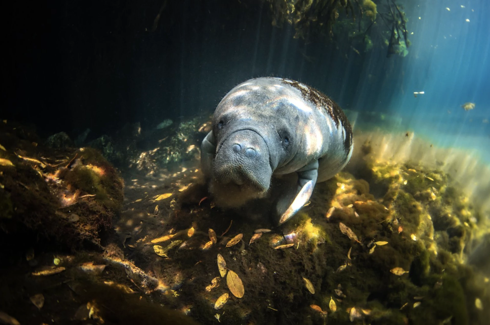 'Face-to-Face', Valentina Cucchiara, Mexico (Mangroves & Underwater Highly Commended)