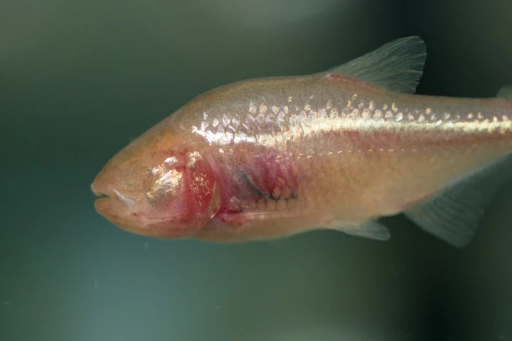 Because it lives in perpetual darkness, the Mexican cavefish has no need for eyes and has a skull that bends to the left to help it get a better sense of its surroundings