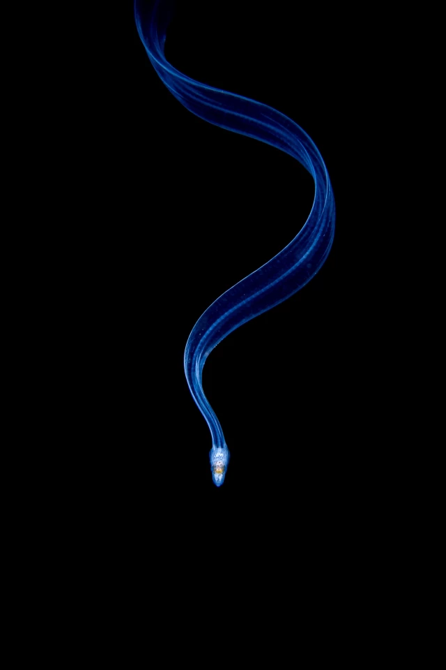 Eel Larva by Galice Hoarau was the overall winner of the 2020 Close-up Photographer of the Year, as well as the first place winner in the Animals category. This shot was taken during a blackwater dive in Indonesia.