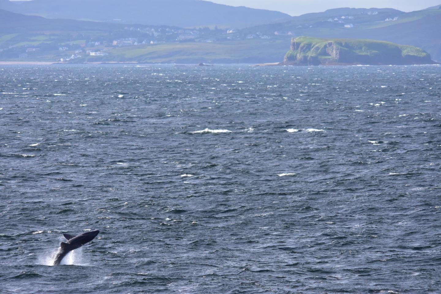 While great whites typically jump as they're in the process of attacking seals from below, it is not known why basking sharks (pictured here) do so