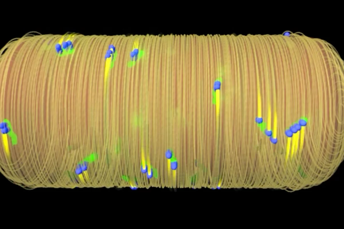 In this artist's rendition of a bacterium, the blue dots represent the cell wall-building protein RodA – and disrupting that protein's function could be key to a new class of antibiotic