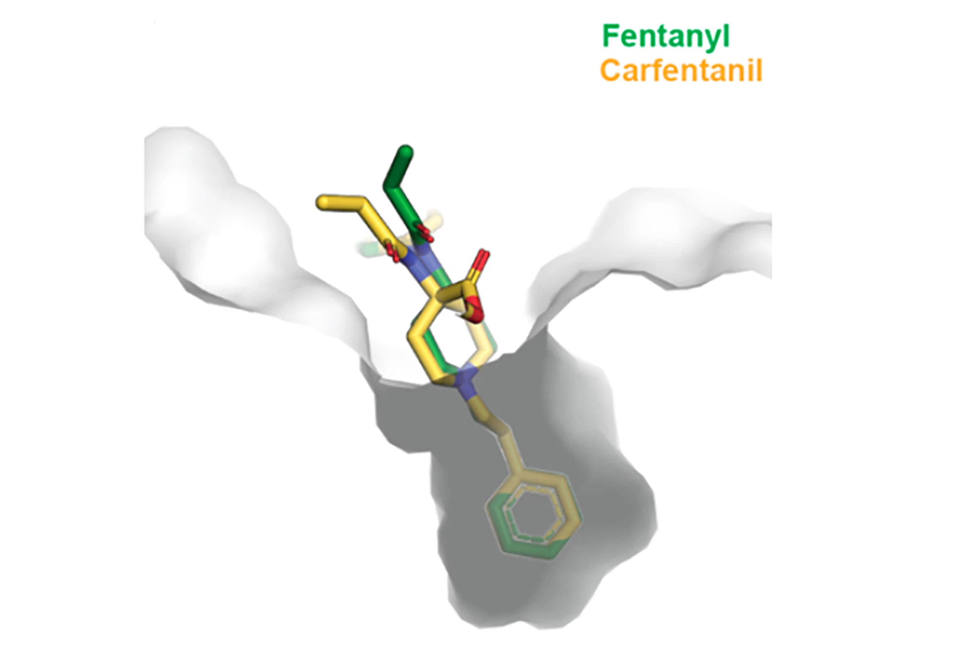 Researchers have created an antibody that attaches to the opioid fentanyl and its far more potent derivative, carfentanil, and blocks its effects