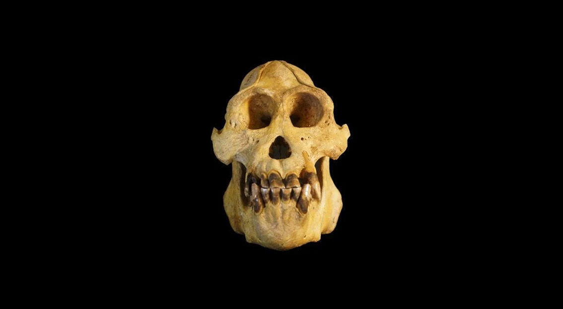 Studying the skull of an adult male Tapanuli orangutan, the researchers noted several consistent differences in the morphology of the skull and teeth from other orangutans