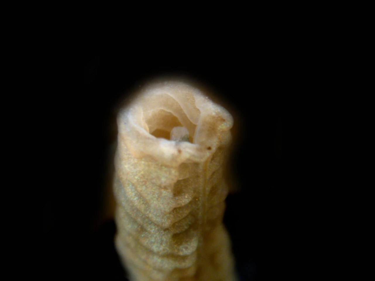 A close-up view of the cut site and tail end of the worm the day it was cut