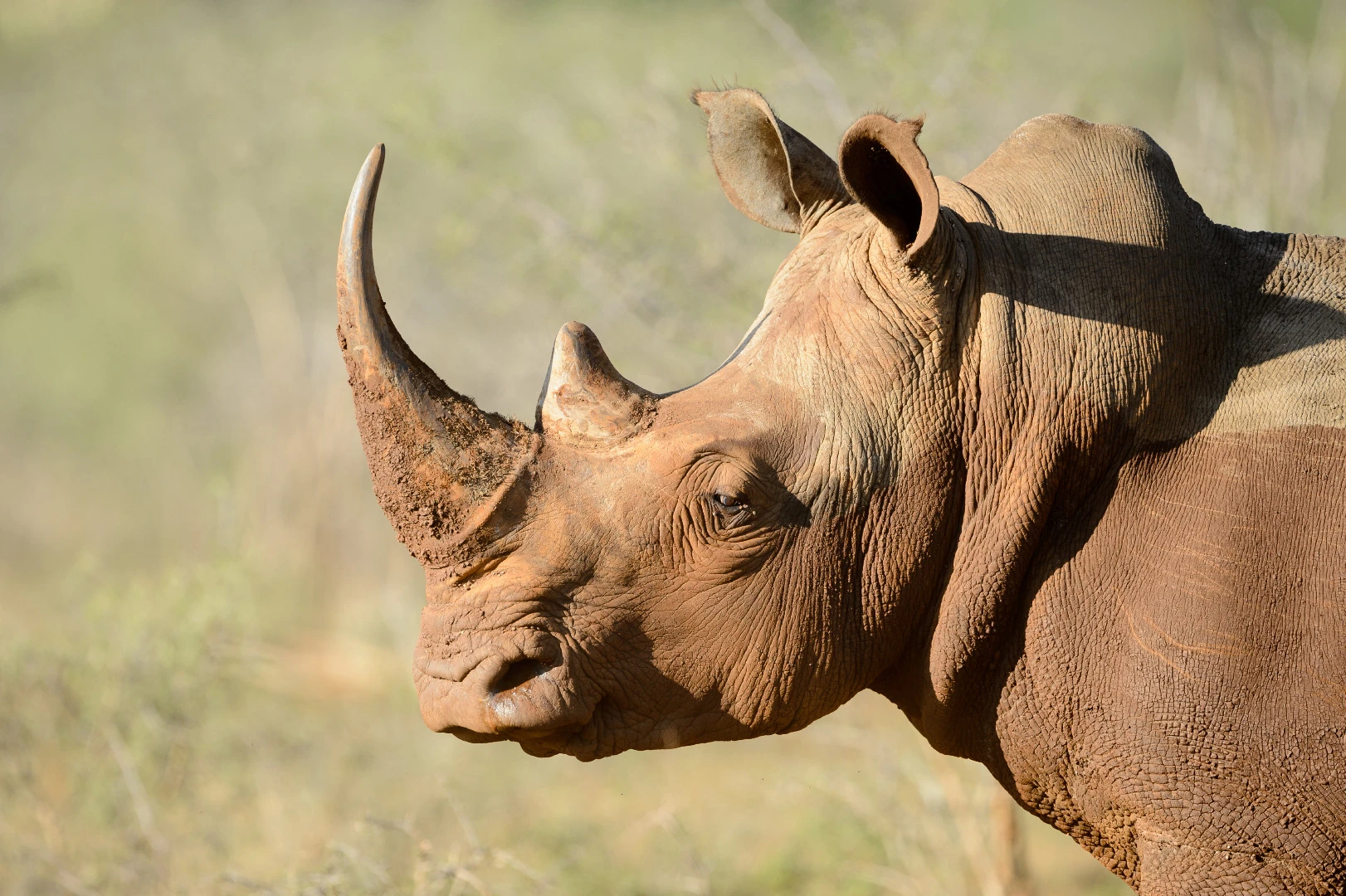 Pembient hopes that its bioengineered rhino horn could keep wild rhinos from being hunted