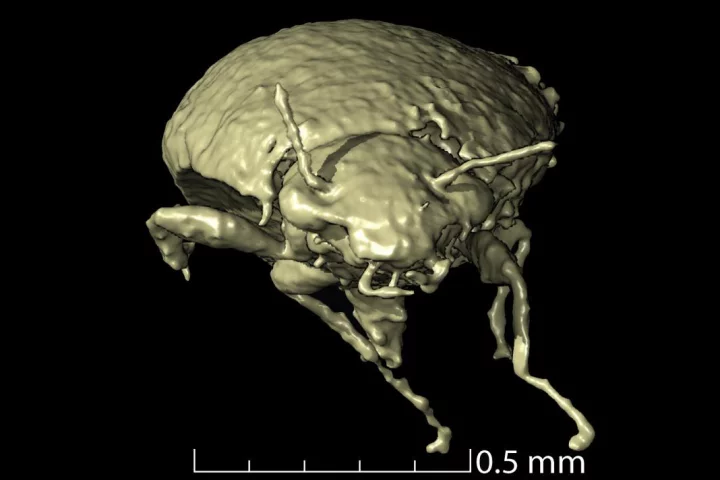 A 3D scan of Triamyxa coprolithica, a beetle that's now the first species to be described from fossilized feces (coprolite)