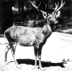 A file photo of a Schomburgk’s deer, taken in the Berlin Zoo in 1911