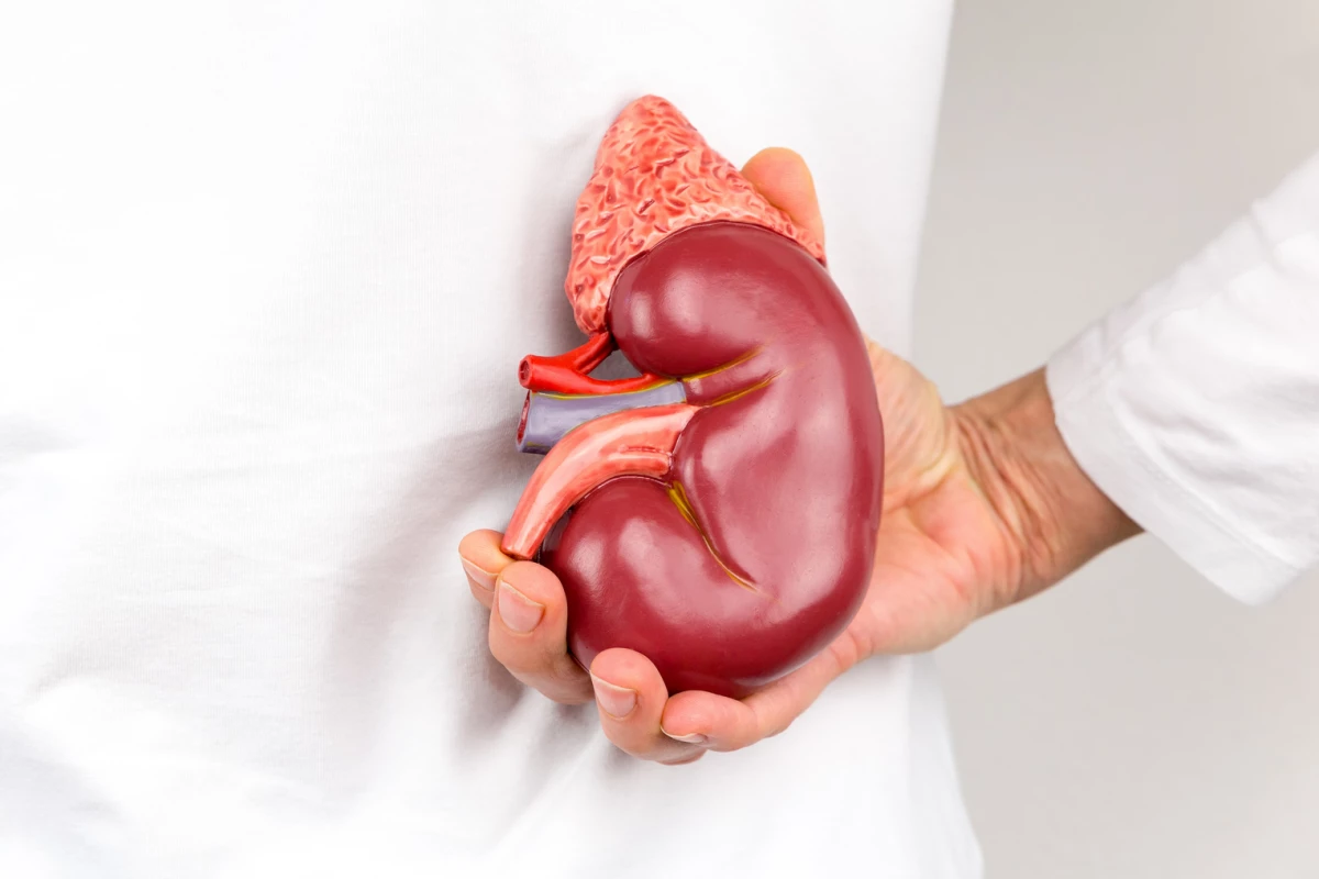 Researchers have found that viable kidney stem cells can be collected from urine samples