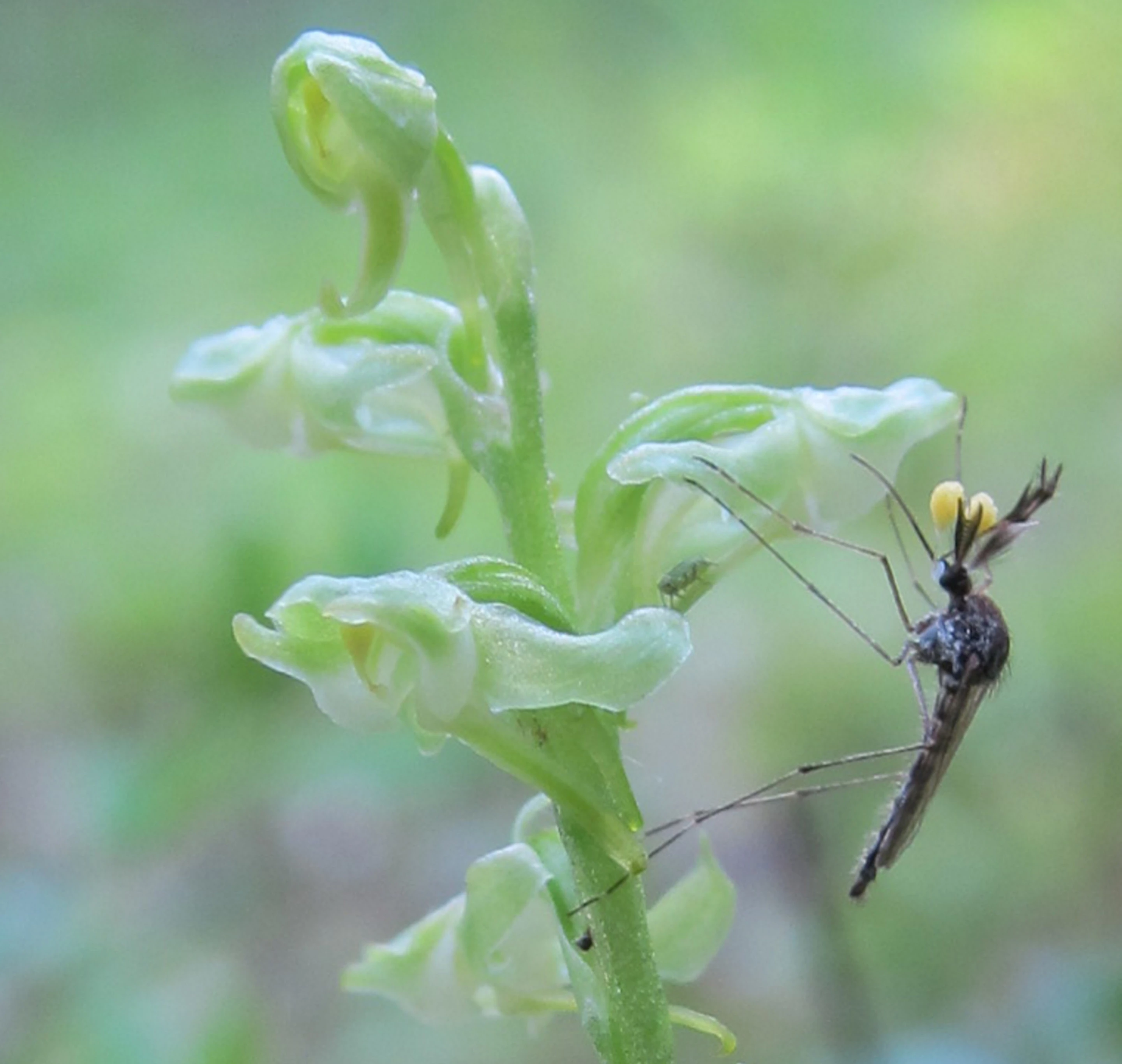 An Aedes mosquito feeding on Platanthera orchid nectar. (Those are pollen sacs on its eyes)