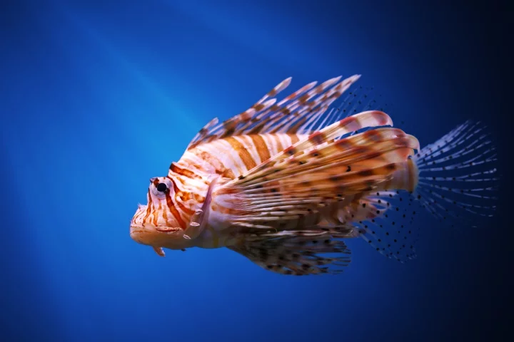 Lionfish are a destructive invasive species on many parts of the Caribbean and west Atlantic coasts