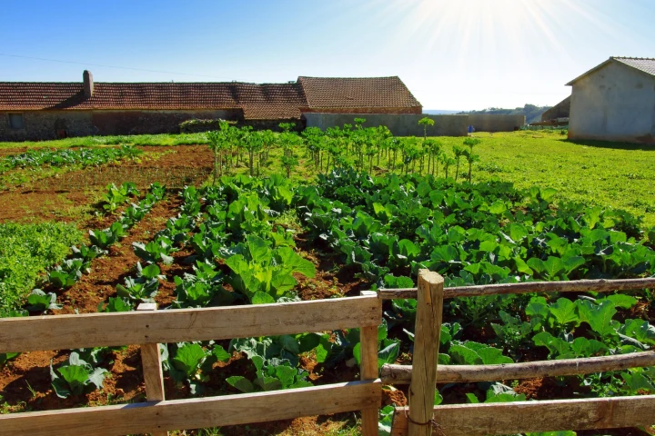New research suggests organic farming has a greater impact on carbon emissions and the climate than conventional farming methods
