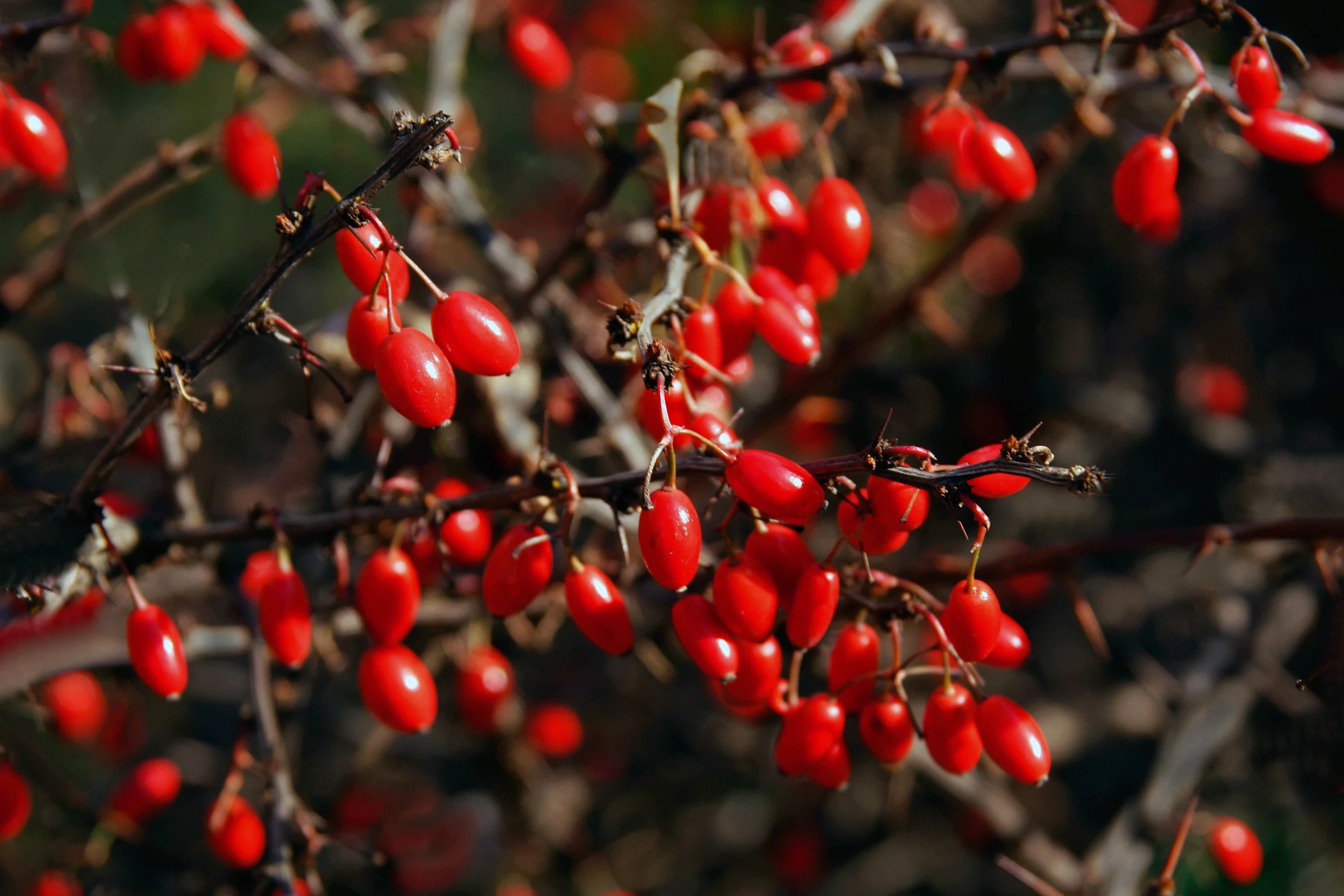 The drug relies on the berberine plant, which has long been used in traditional medicine