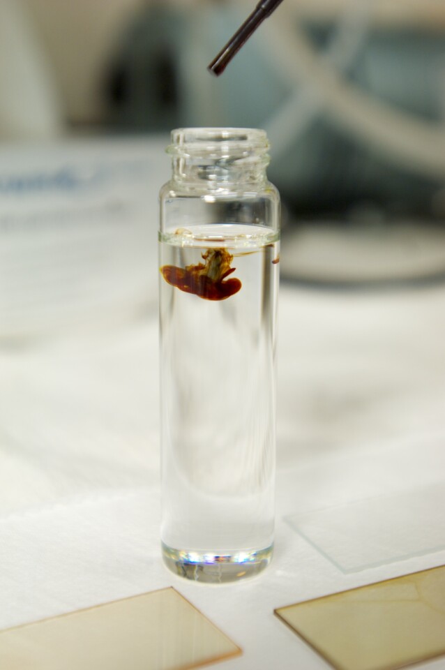 The size of the nanocrystals is so small they can exist as a printable liquid ink (Photo: Dietmar Quistorf/USC)
