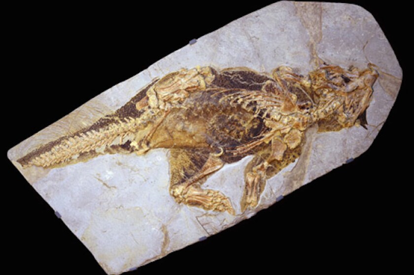 The researchers based their project on a well-preserved specimen from the Senckenberg Museum of Natural History in Frankfurt, Germany, which contains segments of skin and pigmentation