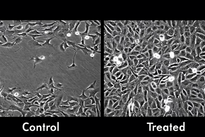 Burns healed in half the time in mice treated with the nanoparticles compared to those left to heal naturally (Image: David Sharp)