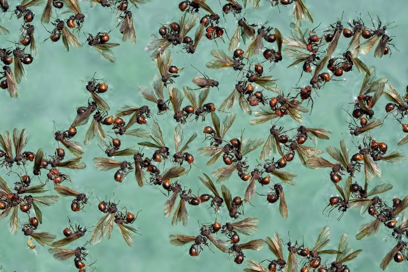 "Fatal attraction" – alates (order Isoptera) by Rosemary Haleem (US)
