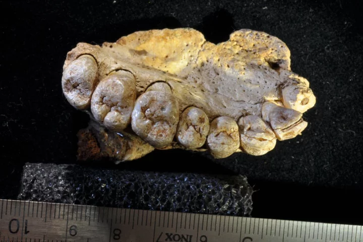 A section of jawbone discovered in Israel appears to be the earliest modern human fossil ever found outside of Africa, pushing back the date of human migration into the Middle East by at least 50,000 years
